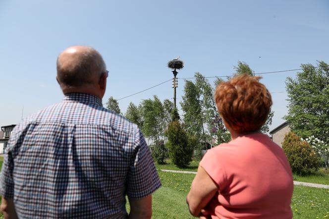 Bocianica musi samotnie wysiedzieć pięć jaj