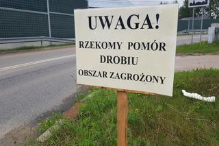 Pomór drobiu w województwie podlaskim. Cztery potwierdzone ogniska w regionie