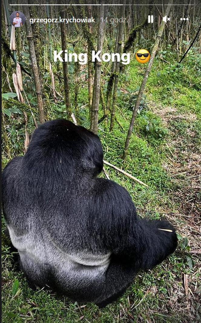 Grzegorz Krychowiak w Rwandzie z gorylami