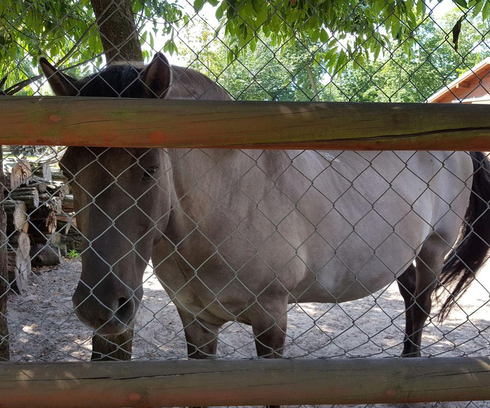 O pracy w ogrodach zoologicznych i o koniach. Ferie w zielonej klasie w Mini Zoo w Lesznie