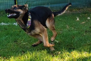 Grześ skazany na śmierć w męczarniach. Bestia przywiązała go do drzewa! Błagamy o pomoc