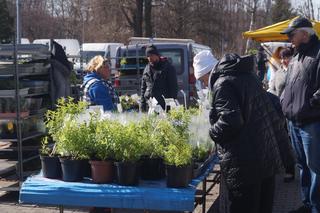 Wiosenny Kiermasz Ogrodniczy w Bydgoszczy [ZDJĘCIA]
