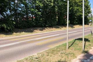 Ten trzmiel mógł ją zabić! Od tragicznej śmierci było o włos