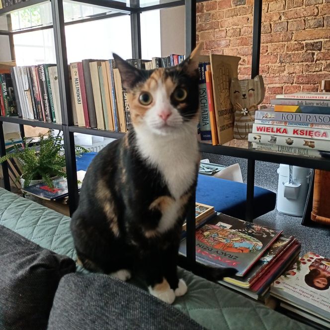 Tramwajowe koty szukają domu. "Fabryka Mruczenia", mały Duńczyk i spółka polecają się do adopcji.