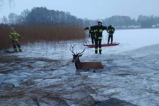 Jelenie w lodowatej wodzie. Kilkudziesięciu strażaków ratowało zwierzęta! [ZDJĘCIA, WIDEO]