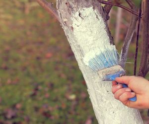 Bielenie pni drzew owocowych - czym i kiedy bielić? [Porada eksperta]