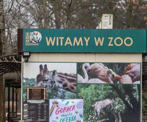 Zatrzymanie Ewy Z. - dyrektorki zoo w Poznaniu