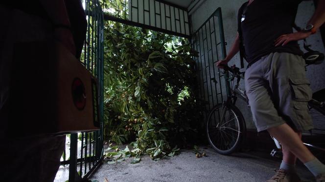 Powalone drzewo po burzy