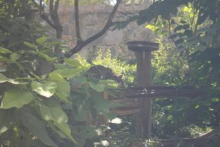 Pantery Mgliste świętują swój dzień. Odwiedziły ich tłumy wrocławian