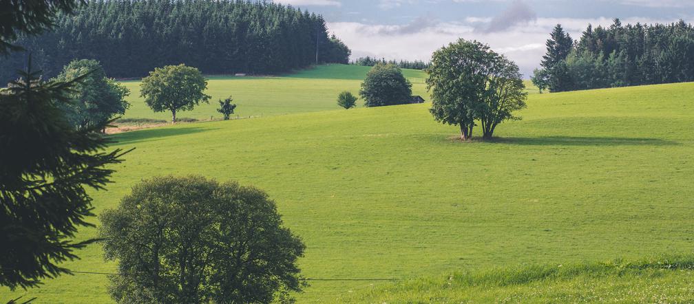 Początki Zielonej Góry