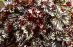 Begonia królewska