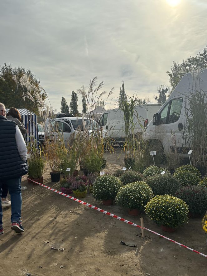 Niedzielny Targ - nowy pchli targ w Poznaniu