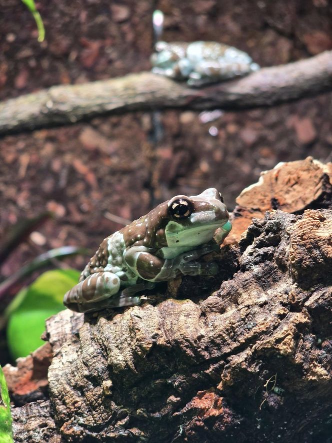 W pawilonie Lasu Deszczowego w Śląskim Ogrodzie Zoologicznym pojawili się nowi mieszkańcy