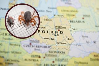 Kleszcze giganty dotarły do granic Polski