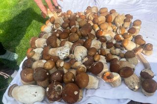 Wysp grzybów w woj. lubelskim