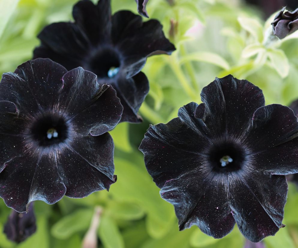 Petunia Black Velvet