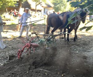 Tradycyjne wykopki w Muzeum Wsi Lubelskiej. Tak kiedyś zbierano ziemniaki