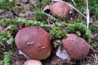 Piękne grzyby w regionie! Mieszkańcy chwalą się swoimi zbiorami