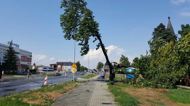 Złamane drzewo przy ul. Piłsudskiego w Zamościu