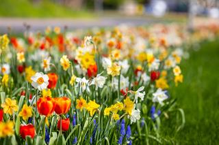 Rzeka kwiatów na ul. Gontyny