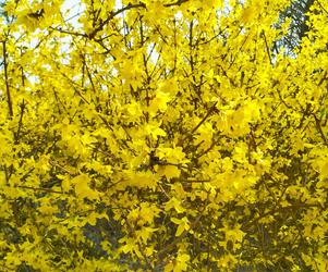Forsycja pośrednia 'Spectabilis'