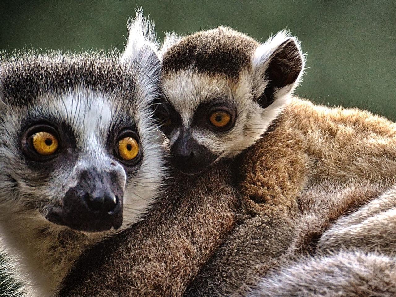 Zwierzęta z ZOO w Warszawie bohaterami animacji! Projekt zachwyca! 