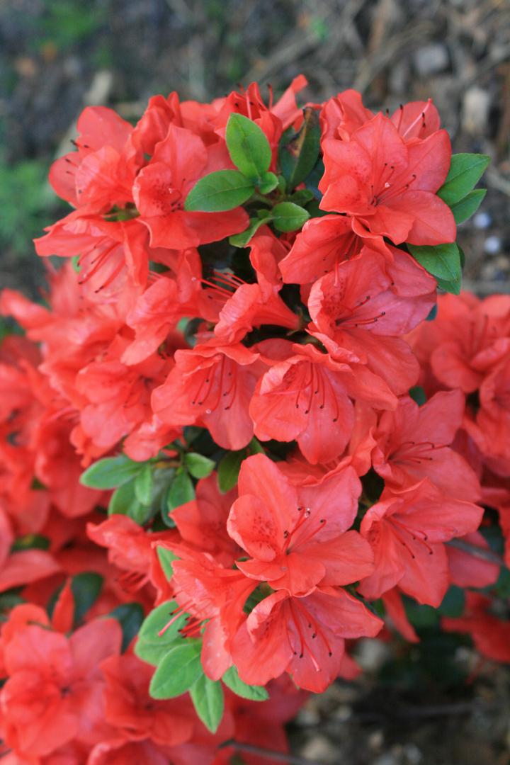 Azalia japoska 'Satschiko' = 'Geisha Orange' - Rhododendron japonicum ' Satschiko' = 'Geisha Orange' - Urzadzamy.pl