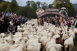 Owce opanowały Szczawnicę. Tak wyglądał redyk jesienny w małopolskim uzdrowisku