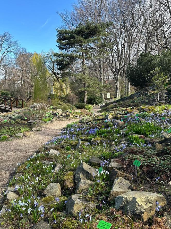 Już 1 kwietnia po zimowej przerwie otwiera się wrocławski Ogród Botaniczny UWr! Co będzie się działo? Ile kosztują bilety?