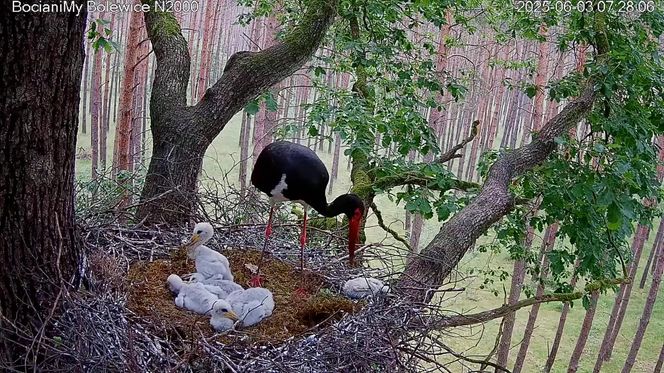 Bocian czarny wyrzucił z gniazda dwa pisklaki
