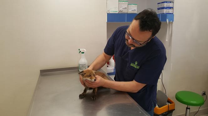Mała lisica trafiła do lecznicy Macieja Serwina 