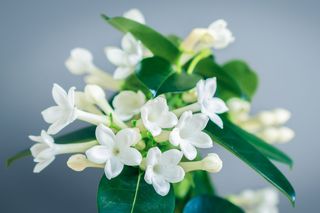 Stefanotis bukietowy - Stephanotis floribunda