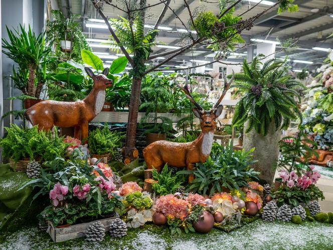 W Centrum Ogrodniczym Szarotka znajdziemy największy wybór dekoracji świątecznych