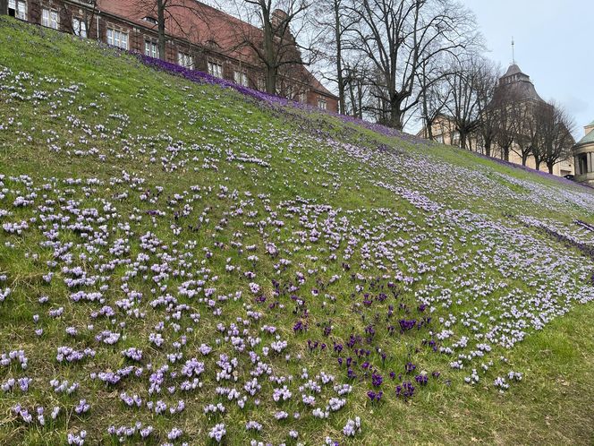 Krokusy na Wałach Chrobrego