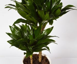 Dracena deremeńska - Dracaena deremensis
