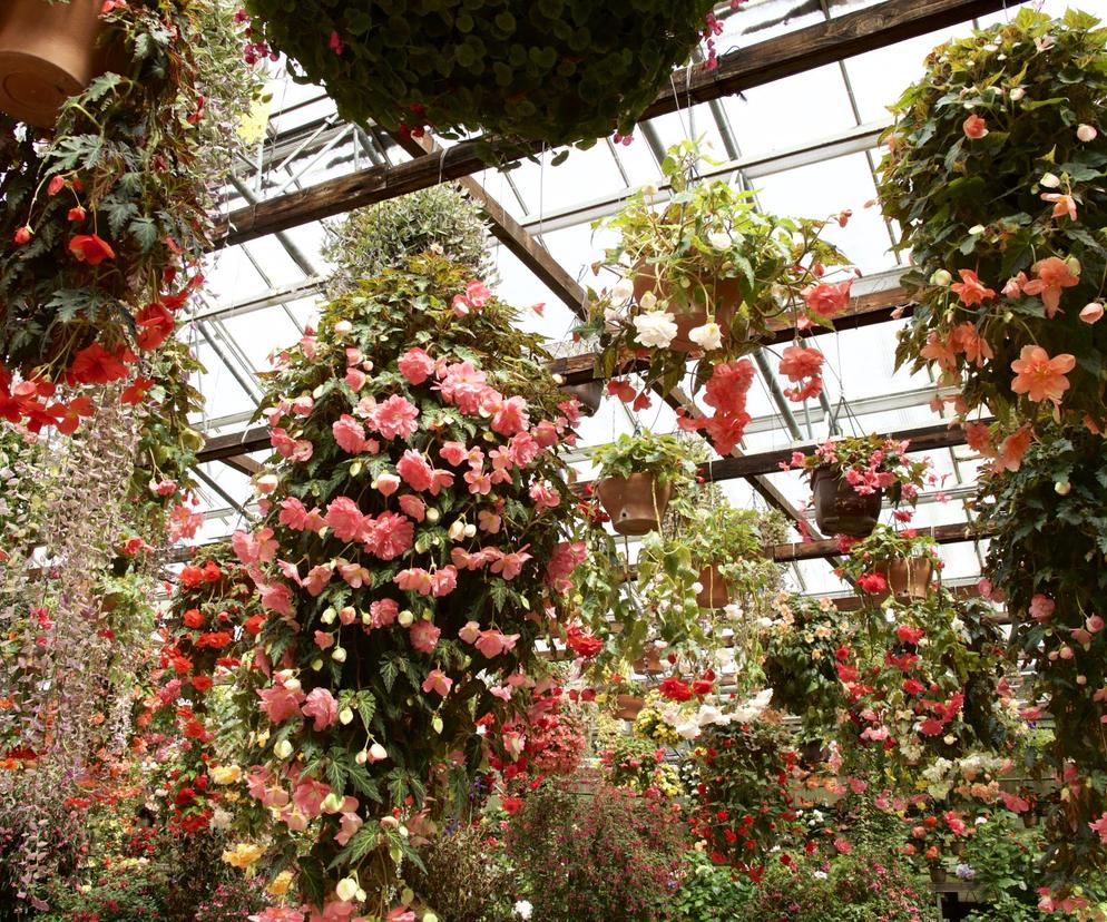 Begonia zwisająca
