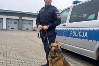 Magister zdał kolejny egzamin! Pijany kierowca nie miał z nim szans