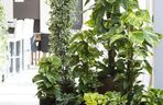 Epipremnum