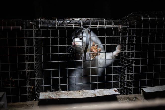 Nawrocki gave the furriers 8 years. Open Cages: "This is the absolute maximum"