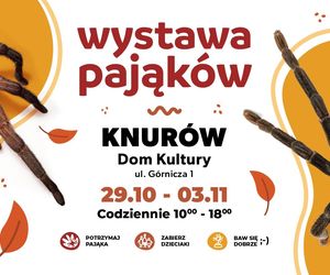 Co się dzieje w weekend 1-3 listopada w woj. śląskim. Imprezy w Katowicach i okolicach