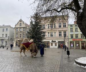 Wioska lapońska 2023 w Zielonej Górze