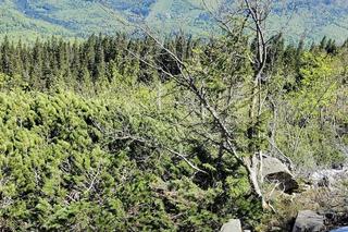 Weszli na zamknięty szlak w krótkich spodenkach i adidasach. Później wzywali pomoc