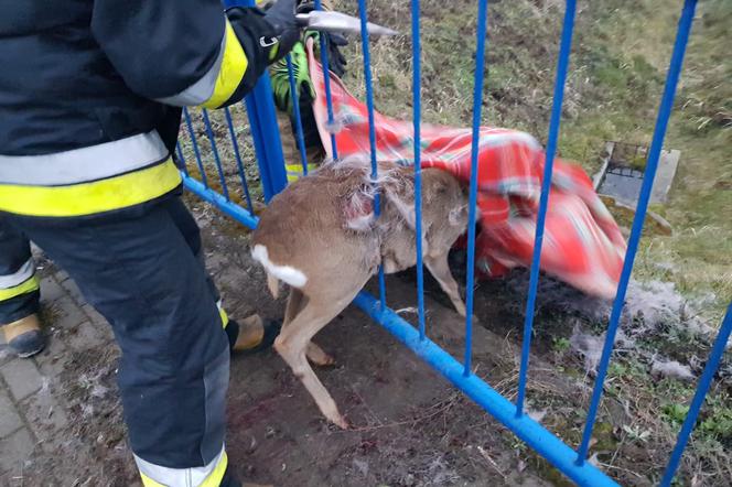 Sarna zaklinowała się w barierce oddzielającej chodnik od jezdni [ZDJĘCIA]