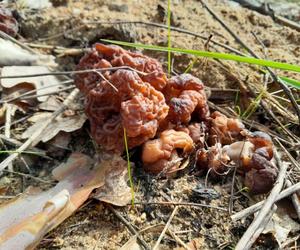 Śmiertelnie trujący grzyb w warmińskich lasach. Można pomylić go z jadalnym