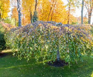 Brzoza brodawkowata 'Youngii' - Betula pendula 'Youngii', Betula verruculosa 'Youngii'