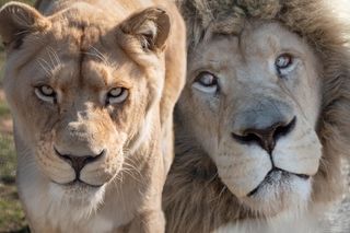 To jedyne polskie zoo, gdzie są białe lwy! Międzynarodowy Dzień Lwa 2025 będą świętować cały weekend! 