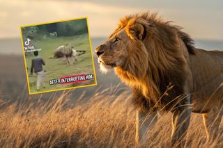 Turysta zobaczył lwa i naprawdę to zrobił! Zobacz, co stało się później