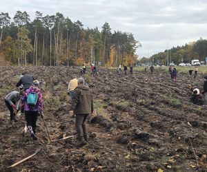 Mieszkańcy dla natury! Tak sadzili las pod Bydgoszczą