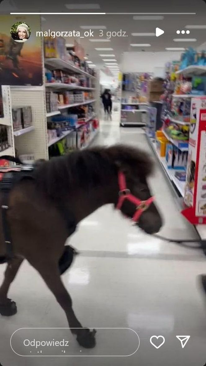 Małgorzata Ostrowska-Królikowska spotkała konia w supermarkecie. Wszystko nagrała!