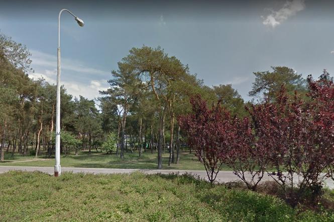 Toruń: DESPERAT siedział na konarze drzewa! Akcja policji w lasku przy Gagarina